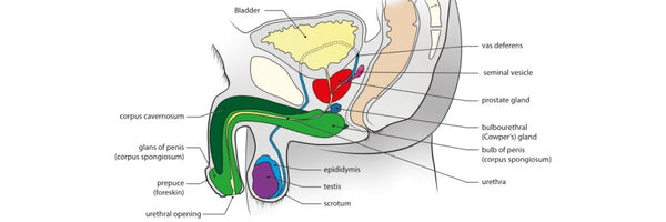 Penile Genital Anatomy